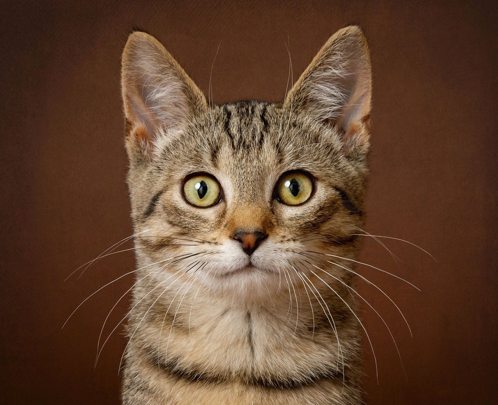 ©-Red-Frog-Photography-Cat-portrait-head-shot.jpg